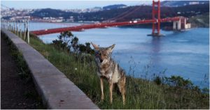 tbn24-20251020230623-5923-koyote