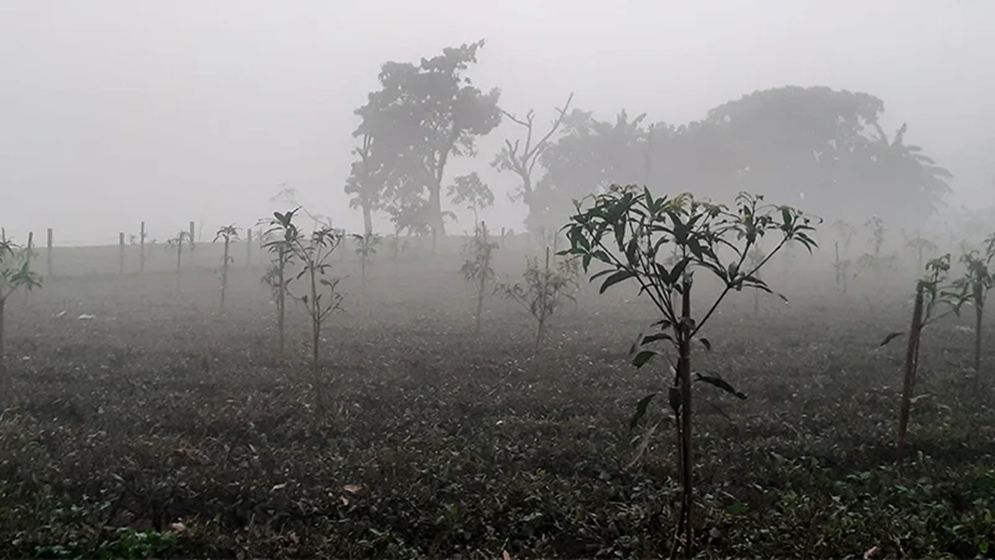 তেঁতুলিয়ায় বইছে মৃদু শৈত্যপ্রবাহ, তাপমাত্রা নামল ৯ ডিগ্রিতে