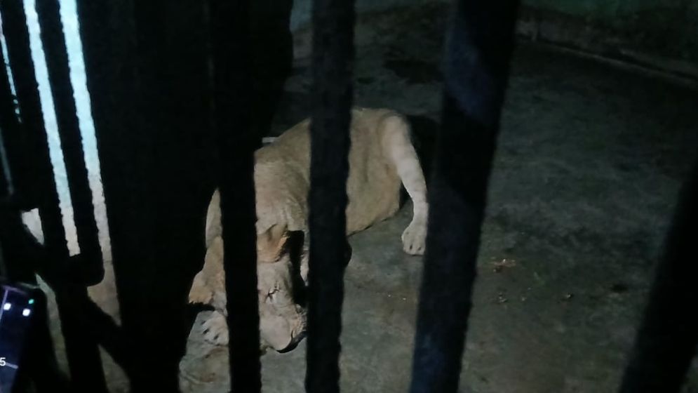 মিরপুর চিড়িয়াখানার খাঁচা থেকে পালাল সিংহ