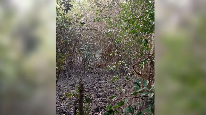 হরিণ শিকারের ফাঁদে আটকা পড়ল রয়েল বেঙ্গল টাইগার
