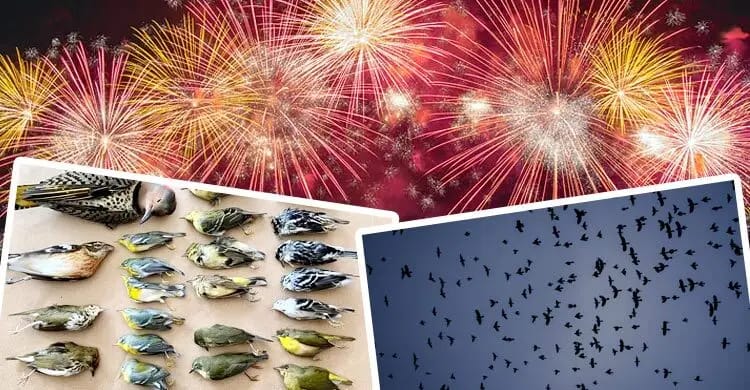 আতশবাজির বিকট শব্দে আতঙ্কিত ও দিশেহারা হয়ে ছুটছে ঘুমন্ত পাখিরা