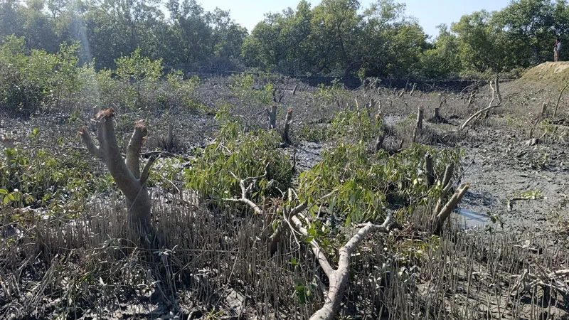গাছ কেটে চিংড়ি ঘের, ৬ জনের বিরুদ্ধে বন আদালতে মামলা