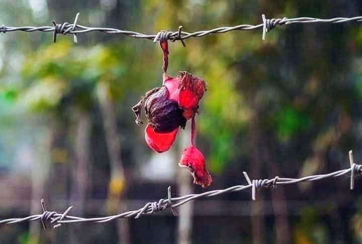 ফাল্গুনে ঝরা ঝুলন্ত শিমুল ফুল দেখলেই মনে পড়ে ফেলানীর কথা